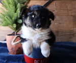 Small Photo #3 Border Sheepdog Puppy For Sale in HONEY BROOK, PA, USA
