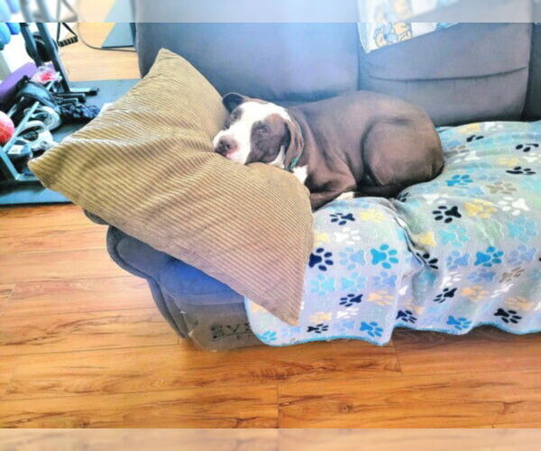 Medium Photo #2 American Pit Bull Terrier-Labrador Retriever Mix Puppy For Sale in Las Vegas, NV, USA