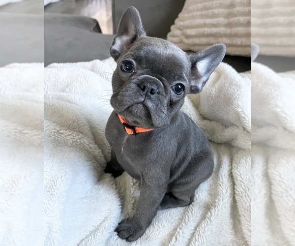 Medium Photo #1 French Bulldog Puppy For Sale in PATTERSON, CA, USA