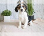 Puppy 1 Beagle-Yorkshire Terrier Mix