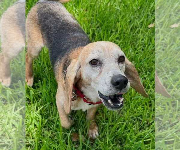 Medium Photo #11 Beagle Puppy For Sale in Dunnellon, FL, USA