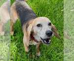 Small #10 Beagle