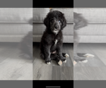 Small #11 Aussiedoodle