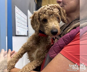 Mutt Dogs for adoption in Washington, DC, USA