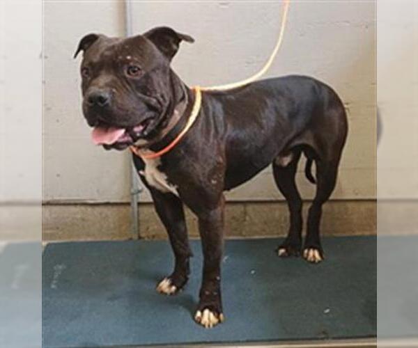 Medium Photo #1 Mutt Puppy For Sale in Camarillo, CA, USA