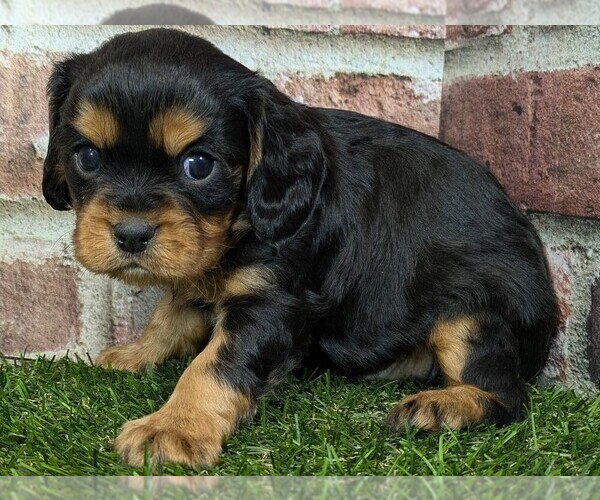Medium Photo #5 Cavalier King Charles Spaniel Puppy For Sale in MOBERLY, MO, USA