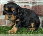 Small #4 Cavalier King Charles Spaniel