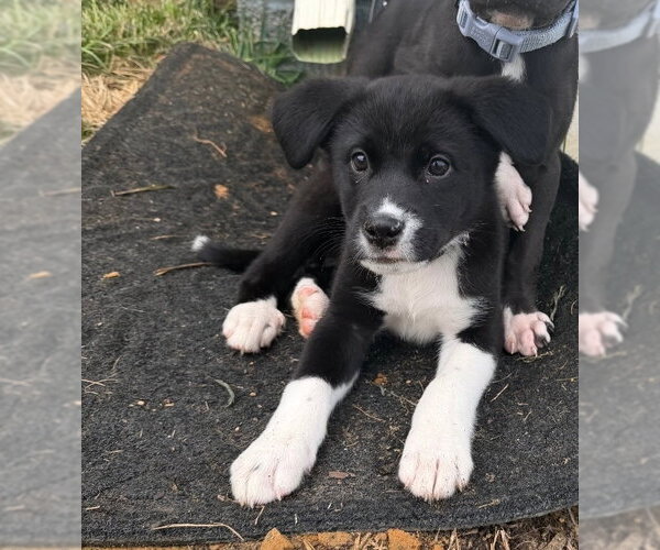 Medium Photo #2 American Pit Bull Terrier-Labrador Retriever Mix Puppy For Sale in Chester, VA, USA