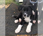 Small #1 American Pit Bull Terrier-Labrador Retriever Mix