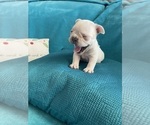 Small #18 French Bulldog