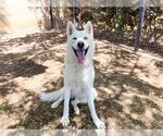Small #1 Siberian Husky Mix