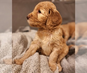 Goldendoodle Puppy for Sale in CORRYTON, Tennessee USA
