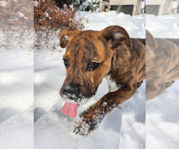 Medium Photo #5 American Pit Bull Terrier-Unknown Mix Puppy For Sale in Germantown, OH, USA