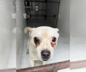 Chihuahua Dogs for adoption in Houston, TX, USA