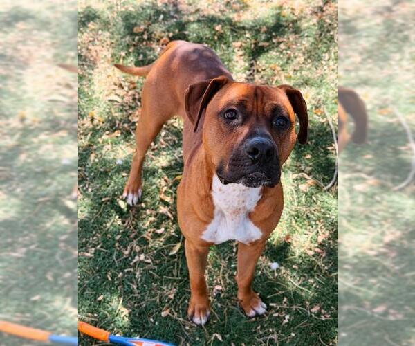 Medium Photo #1 Boxer-Unknown Mix Puppy For Sale in Fremont, CA, USA