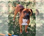 *PJ - Male Boxer-Unknown Mix Dog for Adoption - Small photo