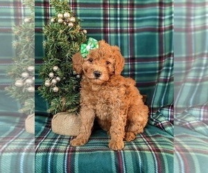 Goldendoodle (Miniature) Puppy for sale in KIRKWOOD, PA, USA