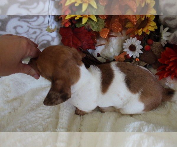 Medium Photo #22 Dachshund Puppy For Sale in SHILOH, OH, USA