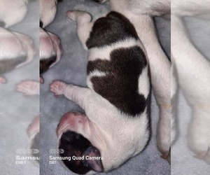 Boston Terrier Puppy for sale in WARSAW, OH, USA