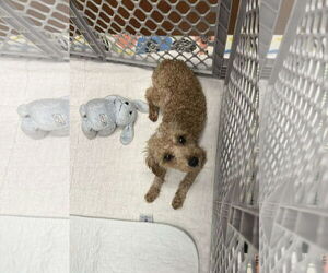 Poodle (Miniature)-Unknown Mix Dogs for adoption in Rockaway, NJ, USA