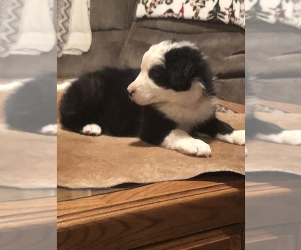 Medium Photo #2 Border Collie Puppy For Sale in BOWLING GREEN, KY, USA