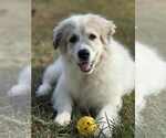 Small #2 Great Pyrenees