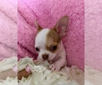 Small #10 Chihuahua