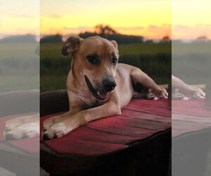 Labrador Retriever-Unknown Mix Dogs for adoption in The Woodlands, TX, USA