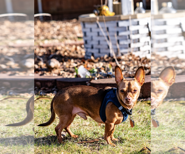 Medium Photo #2 Chiweenie Puppy For Sale in Fruitland, SC, USA