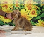 Colt - Male Yorkiepoo mix (+ Poodle Toy) Puppy for Sale - Photo #6