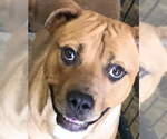 Small #1 Black Mouth Cur-Labrador Retriever Mix
