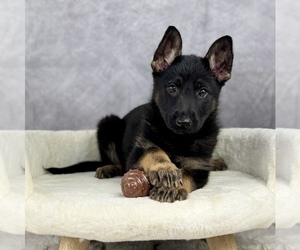 German Shepherd Dog Puppy for Sale in OCALA, Florida USA