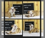 Small Photo #6 English Bulldog Puppy For Sale in PINE VILLAGE, IN, USA