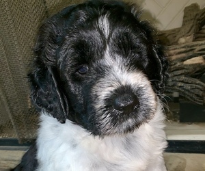 Portuguese Watchdog Puppy for sale in CALHOUN, GA, USA
