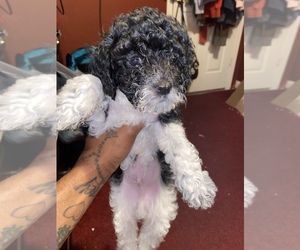 Poodle (Toy) Puppy for sale in BALTIMORE, MD, USA