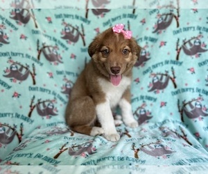Australian Shepherd Puppy for sale in LAKELAND, FL, USA