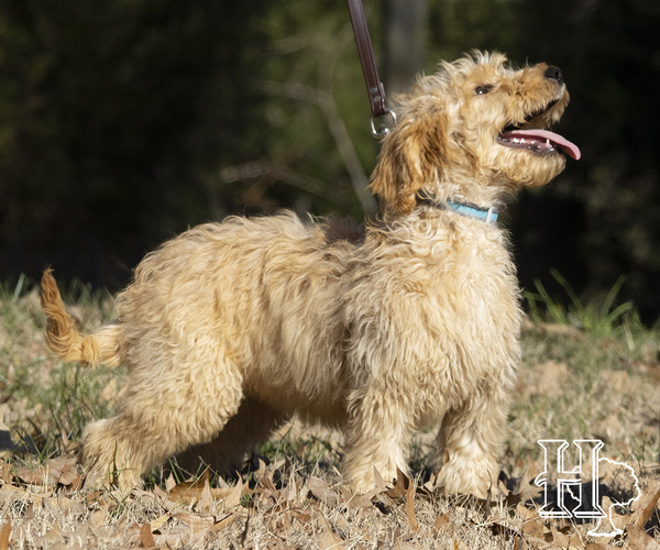 Medium Photo #5 Goldendoodle Puppy For Sale in ELLENBORO, NC, USA