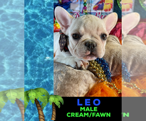 French Bulldog Puppy for sale in HEATHROW, FL, USA
