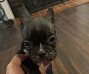 Medium French Bulldog