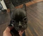 Puppy Puppy 7 Atlas French Bulldog