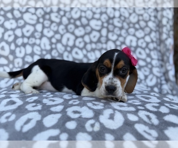 Medium Photo #3 Beagle Puppy For Sale in LAKELAND, FL, USA