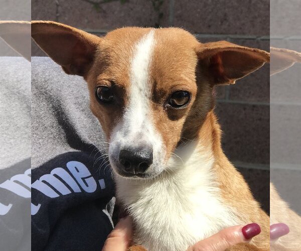 Medium Photo #3 Jack Russell Terrier-Parson Russell Terrier Mix Puppy For Sale in Lake Elsinore, CA, USA