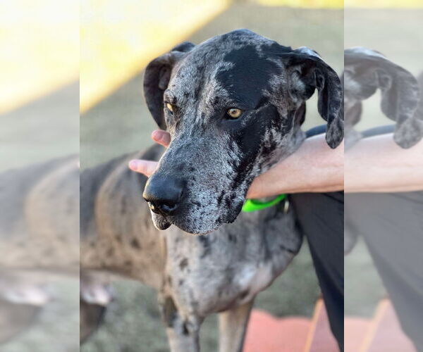 Medium Photo #3 Great Dane Puppy For Sale in Bullard, TX, USA