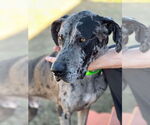 Small #2 Great Dane