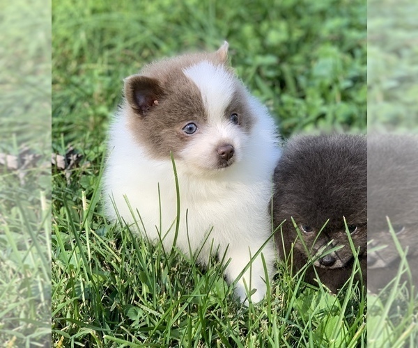Medium Photo #3 Pomeranian Puppy For Sale in BUFORD, GA, USA