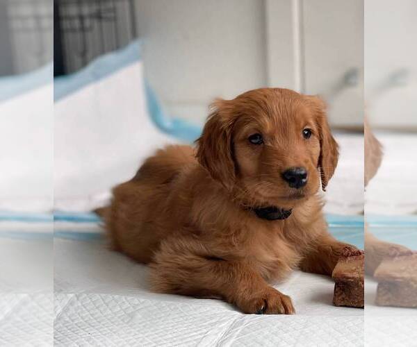 Medium Photo #4 Golden Retriever Puppy For Sale in GOLDEN, CO, USA