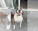 Small #20 American Pit Bull Terrier-Great Dane Mix