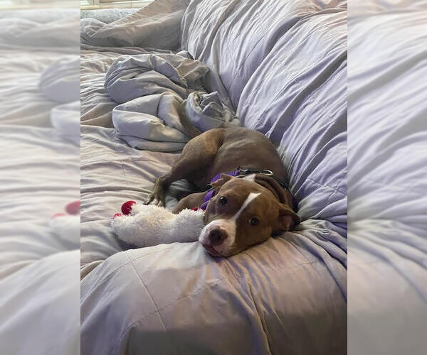 Medium Photo #12 American Pit Bull Terrier-Unknown Mix Puppy For Sale in Crete, IL, USA
