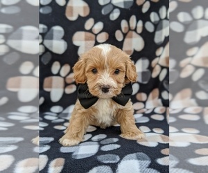 Cavachon-Poodle (Miniature) Mix Puppy for sale in BIRD IN HAND, PA, USA