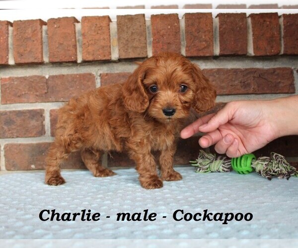 Medium Photo #4 Cockapoo (Miniature) Puppy For Sale in CLARKRANGE, TN, USA
